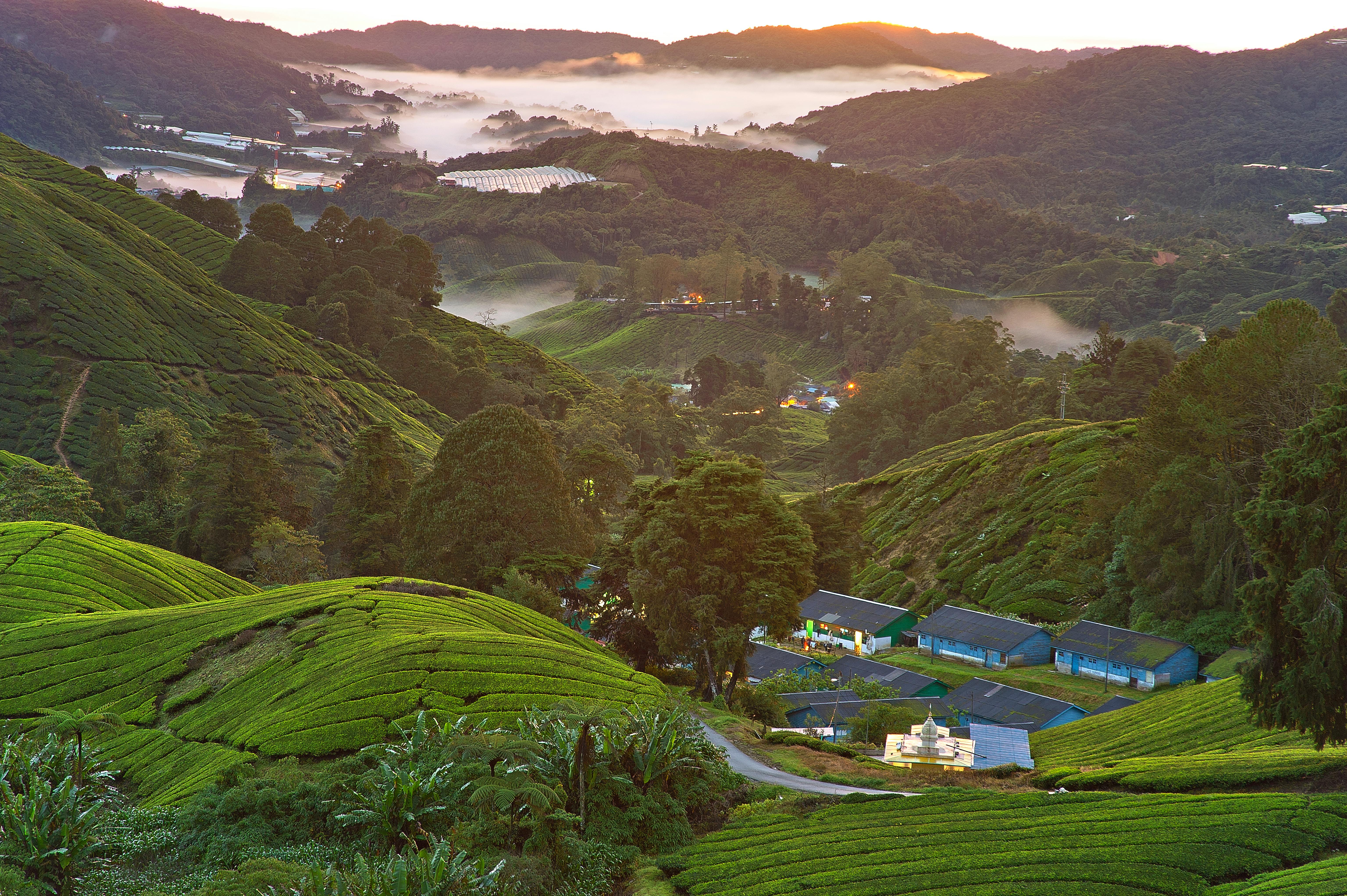 Cameron Highlands